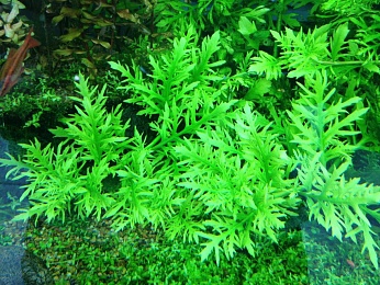Гигрофила синема (Synnema triflorum)