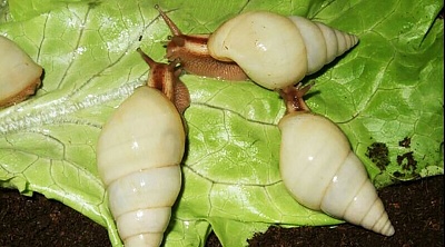 Улитка Лимиколярия униколор (Limicolaria unicolor)