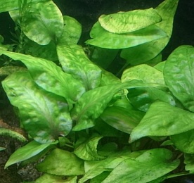 Криптокорина понтедериеволистная (Cryptocoryne pontederiifolia)