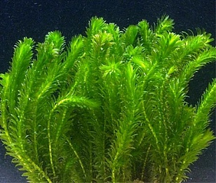 Элодея денса (Egeria densa) 10-20 см