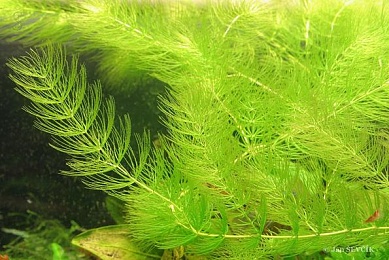 Роголистник (Ceratophyllum demersum) 10-20 см