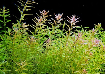 Ротала (Rotala rotundifolia)
