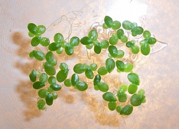Ряска малая (Lemna minor)