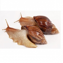 Ахатина Иммакулята (Achatina immaculata) 5 см